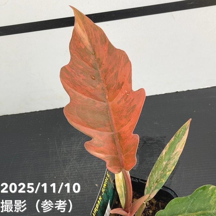 65周年記念P11倍】【現品お届け】フィロデンドロン キャラメルマーブル