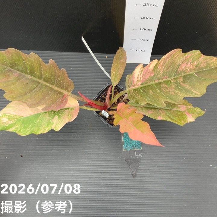 30%OFFクーポン】【決算P10倍！8/2まで】【現品お届け
