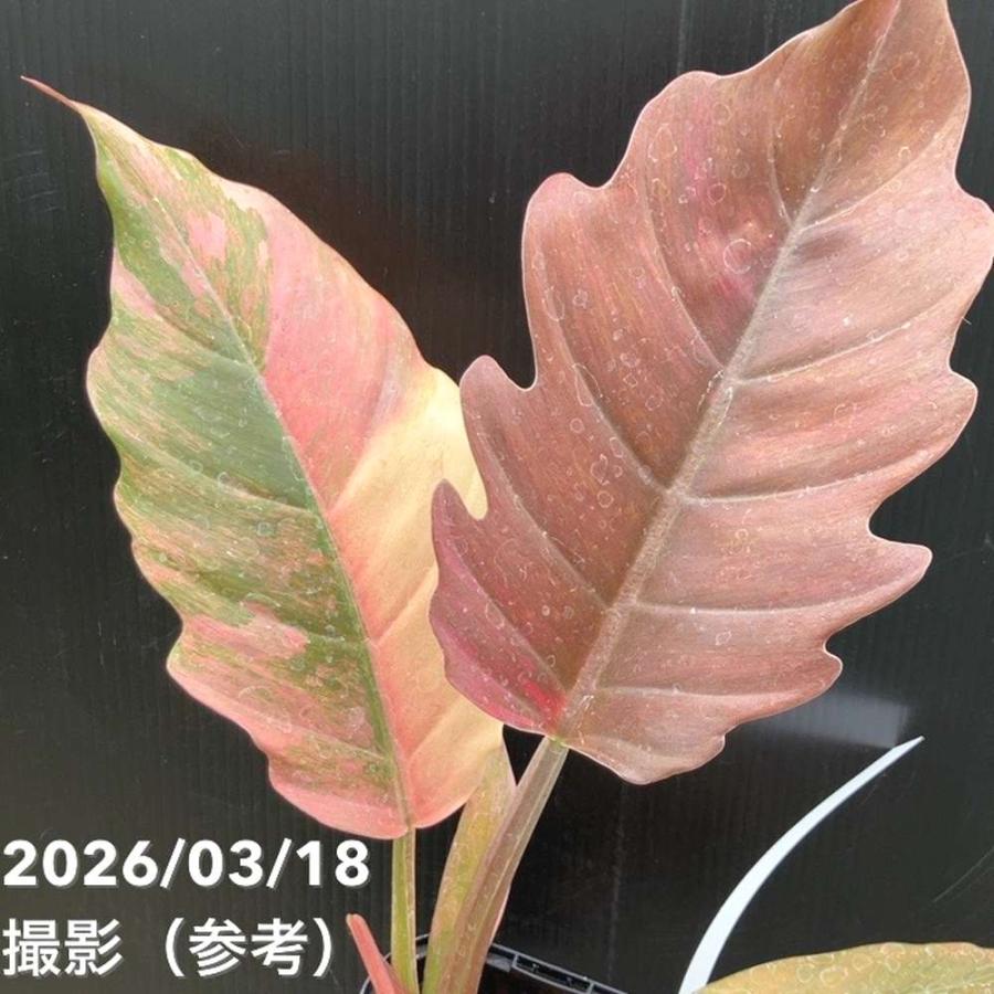 65周年記念P11倍】【現品お届け】フィロデンドロン キャラメルマーブル