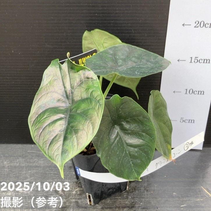 現品お届け】アロカシア グリーンユニコーン Alocasia cv Green Unicon