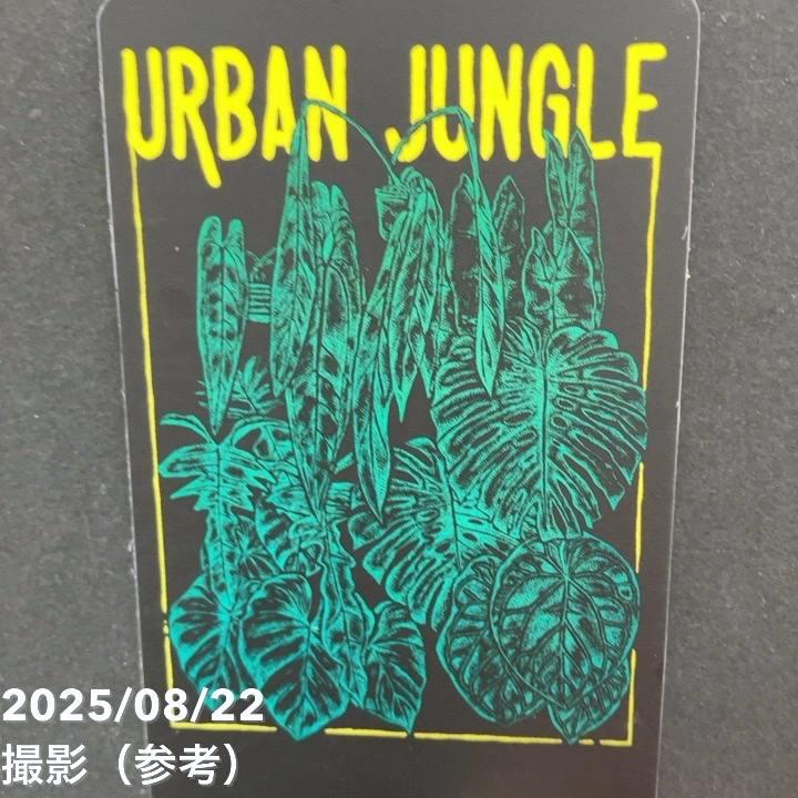 現品お届け】アロカシア グリーンユニコーン Alocasia cv Green