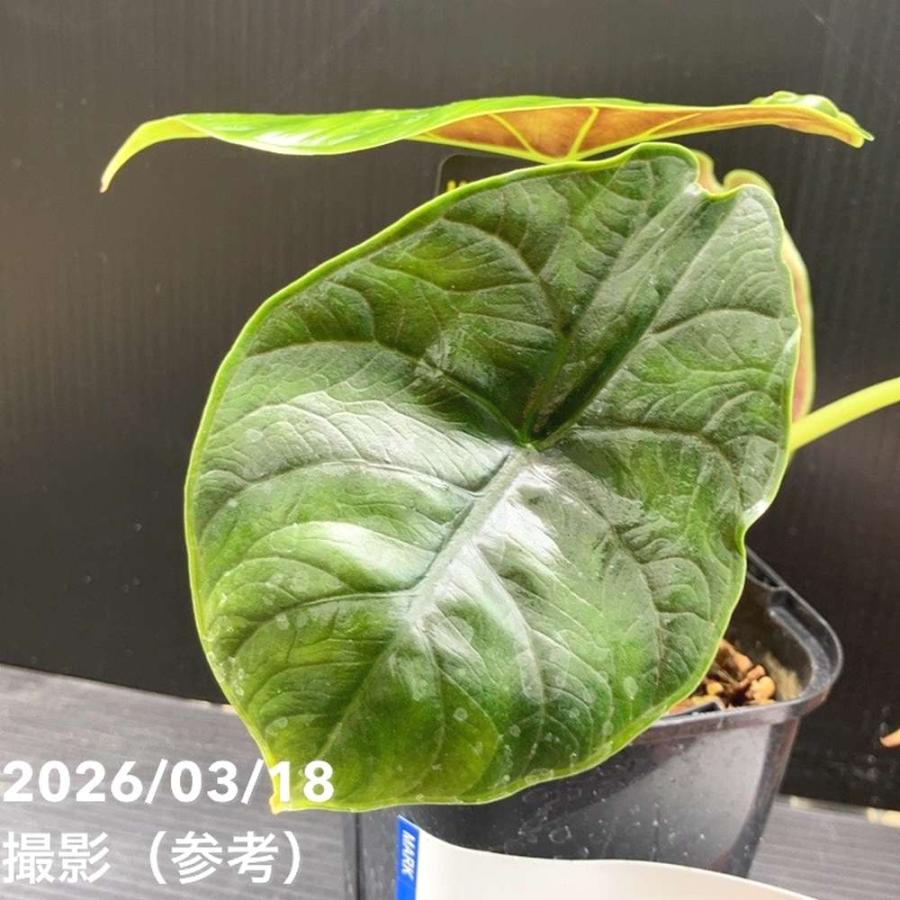 現品お届け】アロカシア グリーンユニコーン Alocasia cv Green Unicon