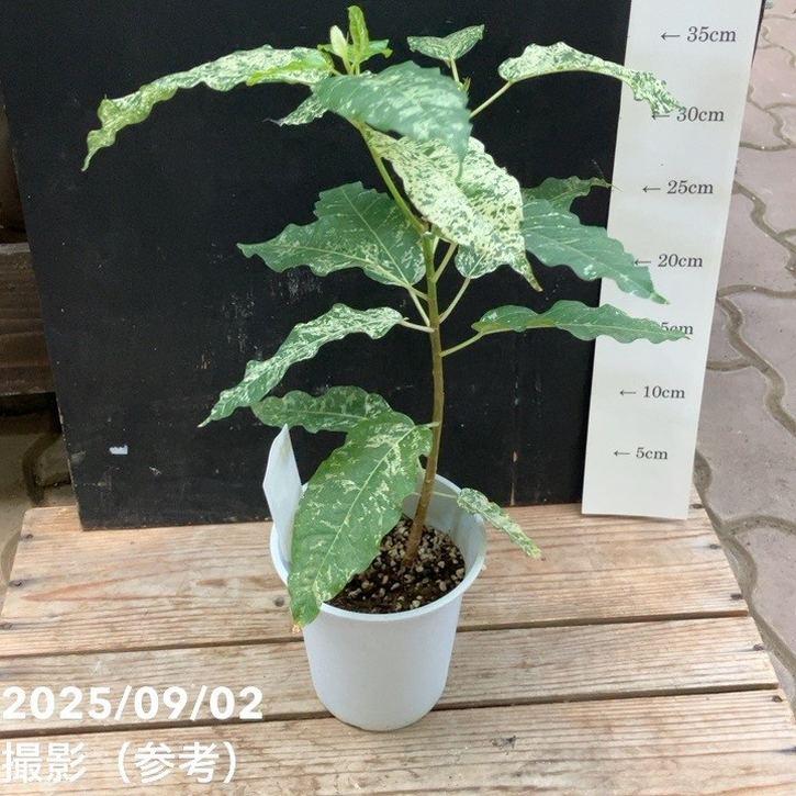 フィカス アスペラ 4号｜観葉04-PA : 赤塚植物園ヤフー店 - 通販