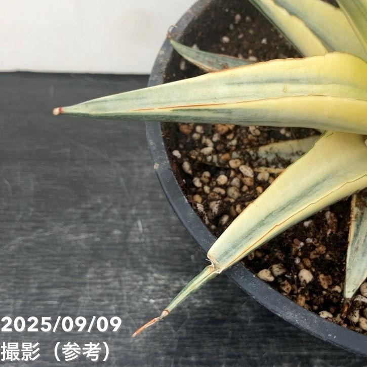 激レア！現品お届け】サンスベリア 6号 スノーホワイト（S179