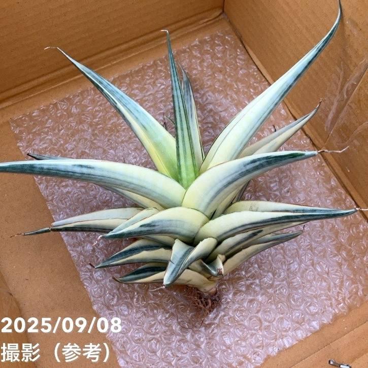 マホ　サンスベリアスノーホワイト マホ様専用 サンスベリアスノーホワイト