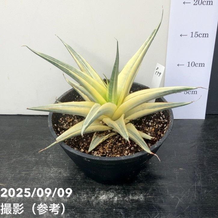 h*3様 【大株！綺麗な斑入り　サンスベリア・スノーホワイト】 大株！綺麗な斑入り サンスベリア・スノーホワイト】 ヒ*ロ様