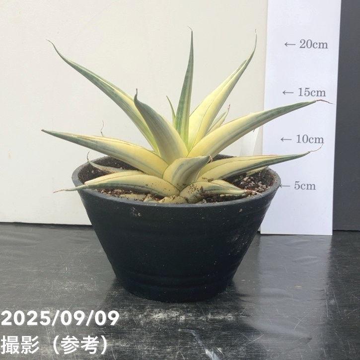 は*ー様 S8671★オークション販売★ サンスベリア スノーホワイト 超希少高 3.5号 フラワー・ガーデニング 【〜9/22迄特価】超コレクション