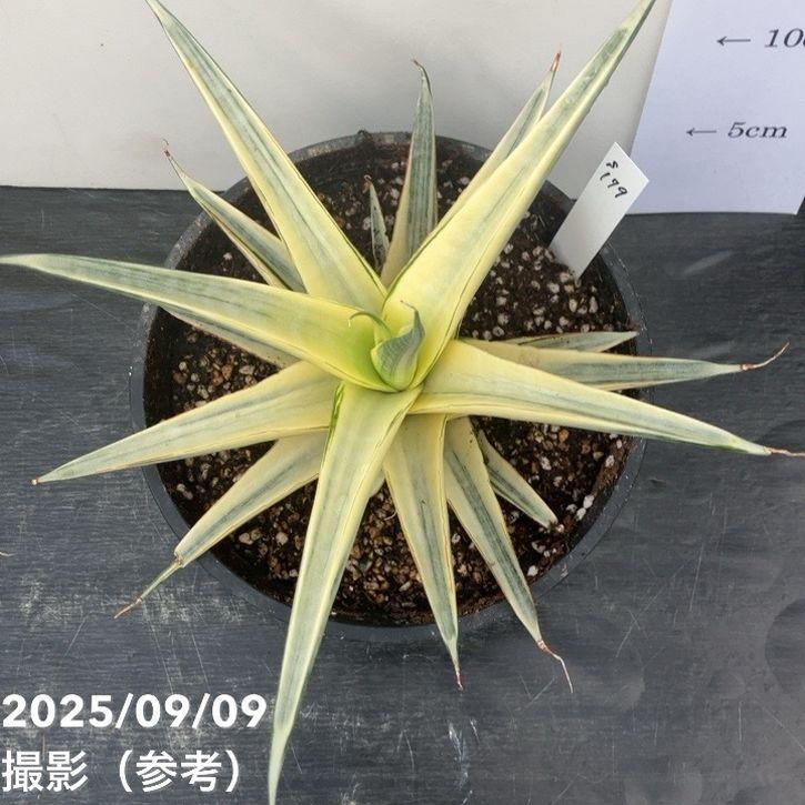 激レア！現品お届け】サンスベリア 6号 スノーホワイト（S179