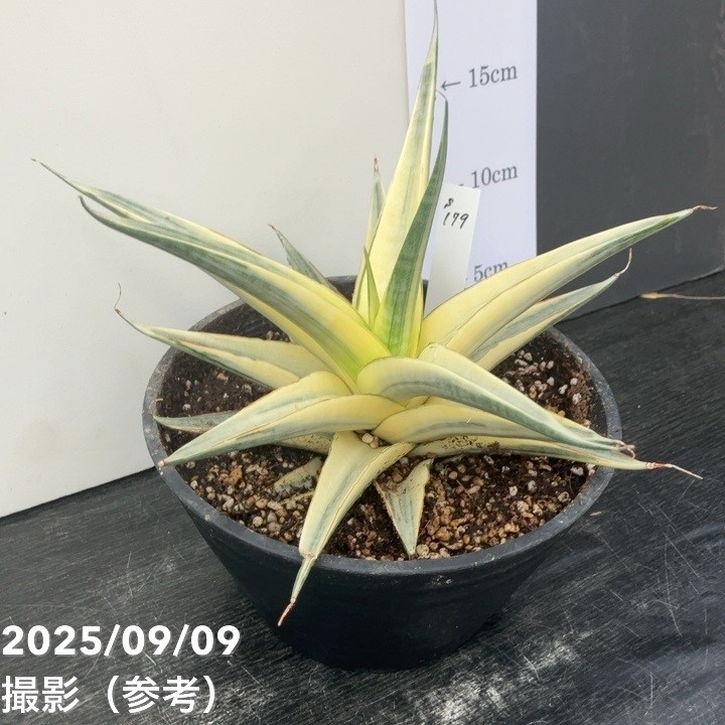 h*3様 【大株！綺麗な斑入り　サンスベリア・スノーホワイト】 ATSUSHI TAKEOKA 竹岡篤史 | . . Sansevieria…LIFE Brand New
