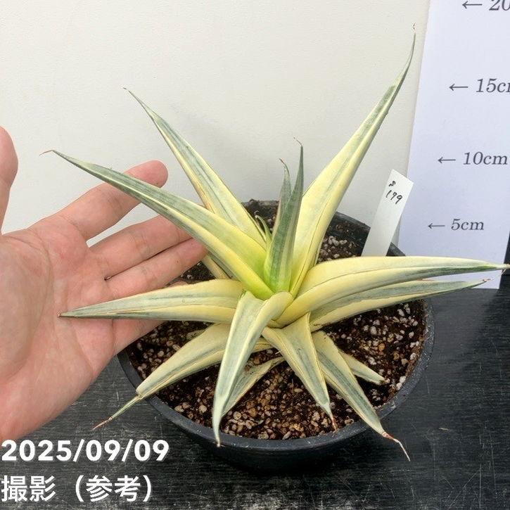 は*ー様 S8671★オークション販売★ サンスベリア スノーホワイト 超希少高 Yahoo!オークション - サンスベリア スノー ホワイト