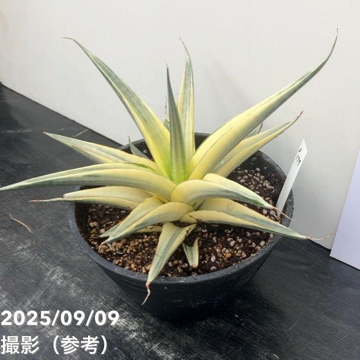 激レア！現品お届け】サンスベリア 6号 スノーホワイト（S179）｜観葉