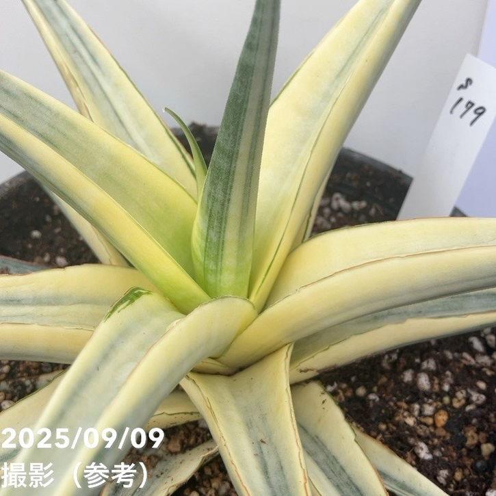 激レア！現品お届け】サンスベリア 6号 スノーホワイト（S179