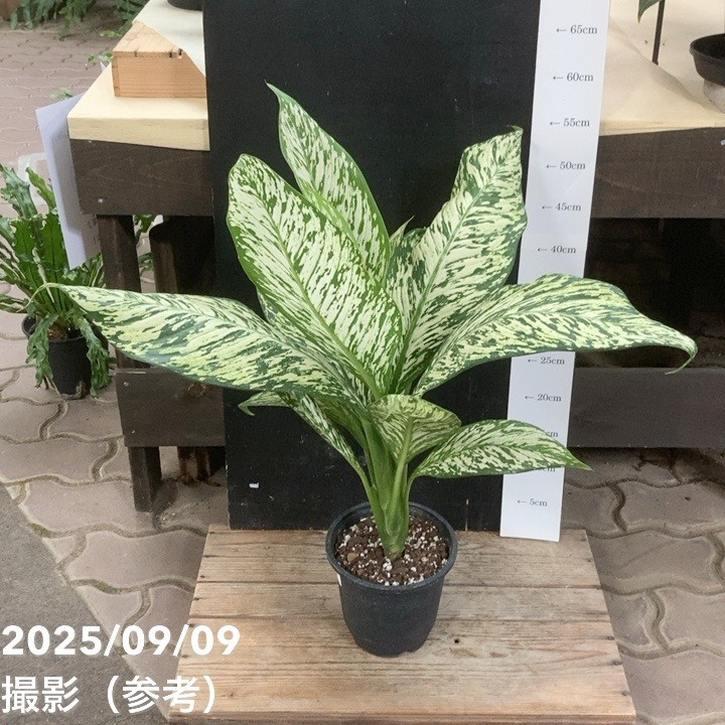 ディフェンバキア ホワイトエトナ 5号｜観葉04-PA : 赤塚植物園ヤフー