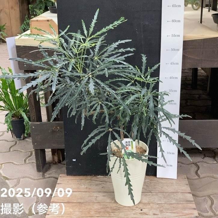 グリーンアラレア 5号｜観葉04-PA : 赤塚植物園ヤフー店 - 通販