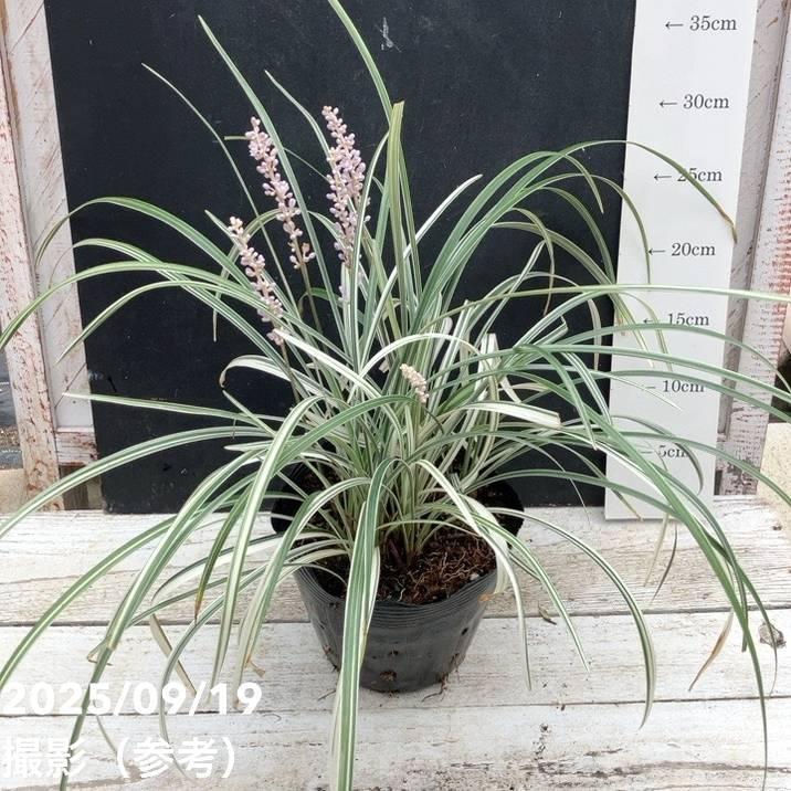ヤブランシルバードラゴン 5号｜草花04-PA : 赤塚植物園ヤフー店