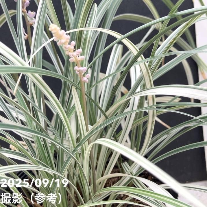ヤブランシルバードラゴン 5号｜草花04-PA : 赤塚植物園ヤフー店