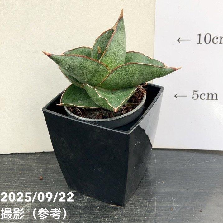 サンスベリア 3号角鉢 オペラハウス Opera house 6cmポット投げ込み