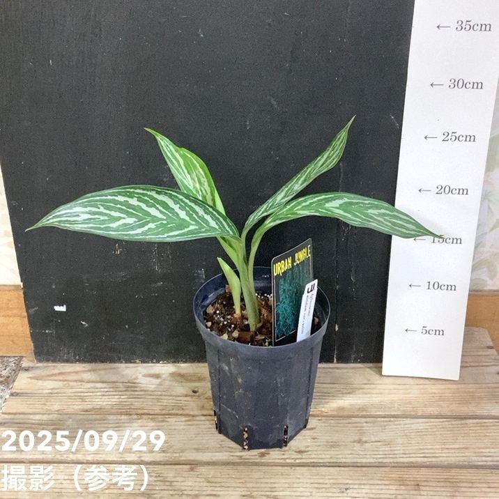 アグラオネマ ニティドゥム カーティシー Aglaonema nitidum var