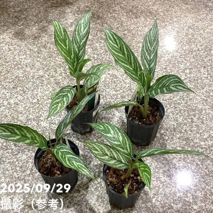 アグラオネマ ニティドゥム カーティシー Aglaonema nitidum var