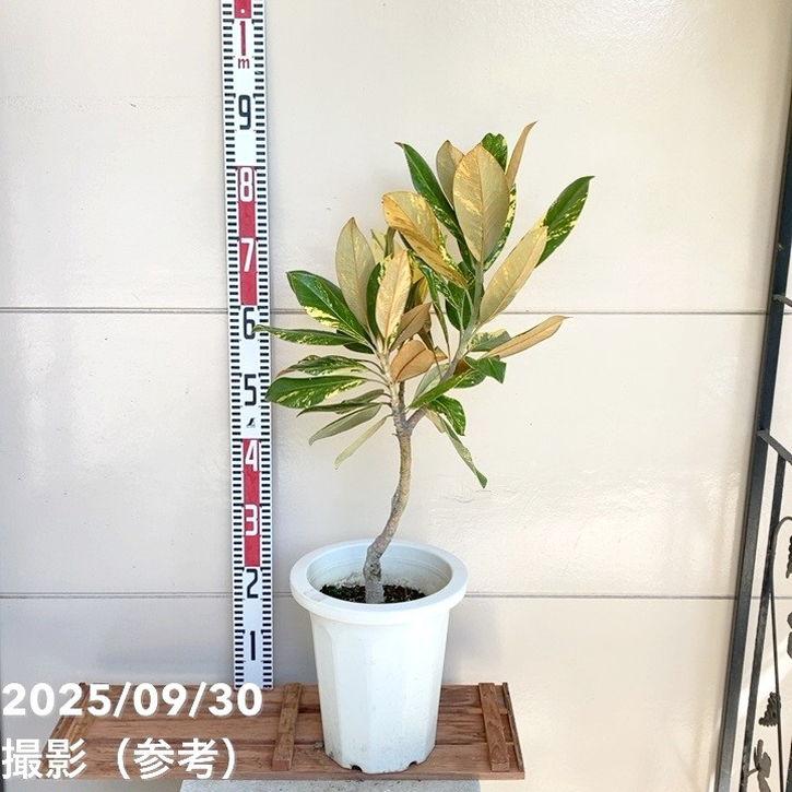 決算P5倍！8/2まで】【現品お届け】斑入り タイサンボク 7号｜花木04