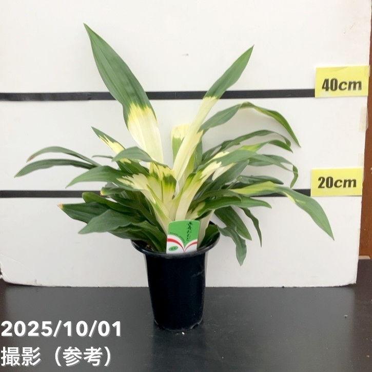 万年青（オモト）5.5号 長寿おもと 宗石｜観葉10-TU : 赤塚植物園