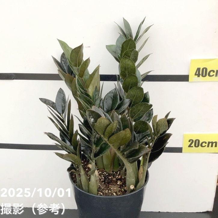 現品お届け】ザミオクルカス レイヴン 7号（1）｜観葉10-TU : 赤塚
