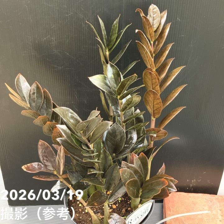 現品お届け】ザミオクルカス レイヴン 7号（1）｜観葉10-TU : 赤塚