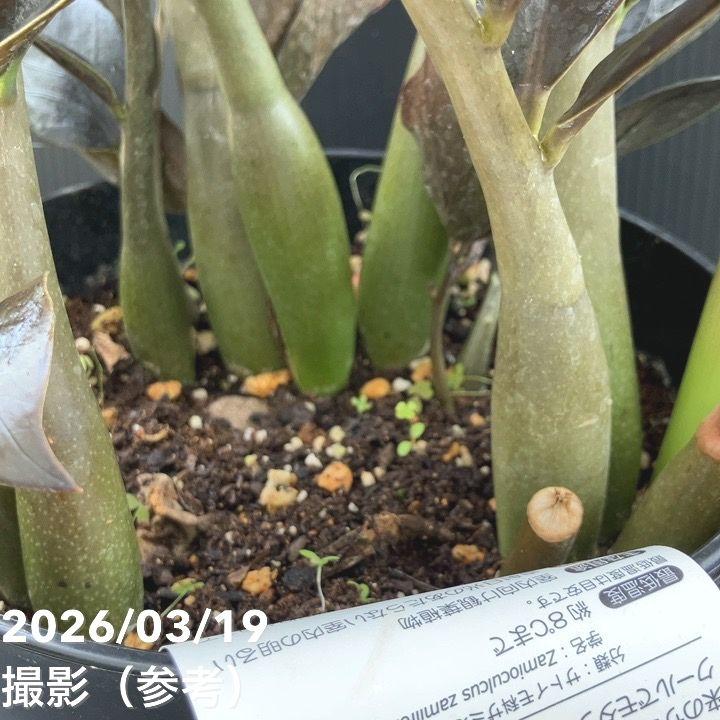現品お届け】ザミオクルカス レイヴン 7号（1）｜観葉10-TU : 赤塚