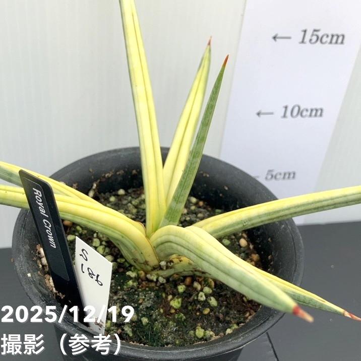 65周年記念P11倍】【現品お届け】サンスベリア 4号 ロイヤルクラウン 