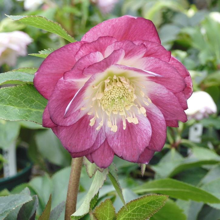 クリスマスローズ 伊勢みやび 3.5号 紫檀｜山野01-D1 : 赤塚植物園