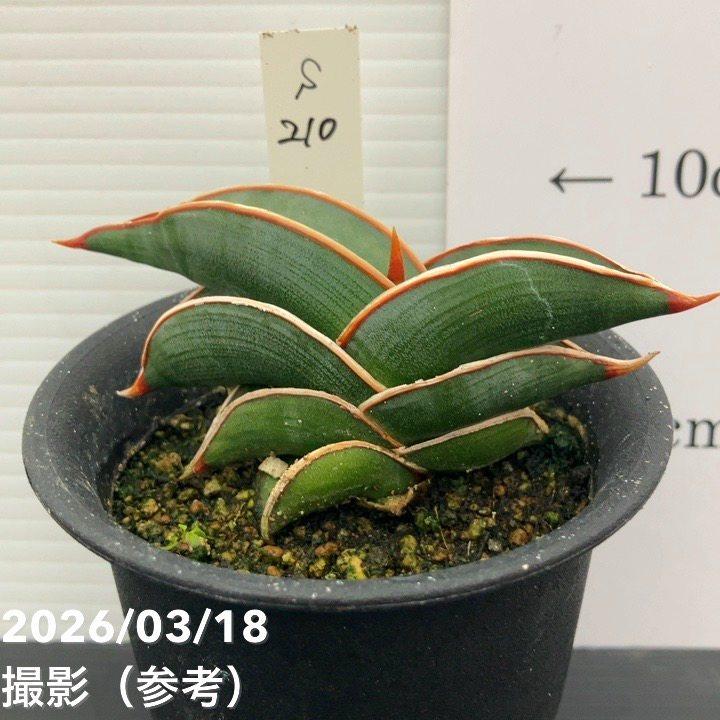 65周年記念P11倍】【現品お届け】サンスベリア 3号 ロリダ （S210