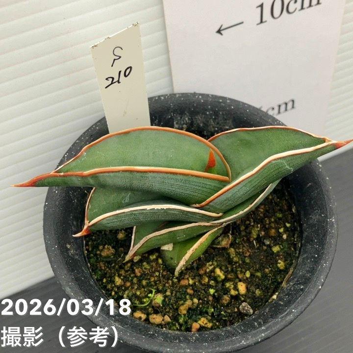 現品お届け】サンスベリア 3号 ロリダ （S210）｜観葉02-D2 : 赤塚