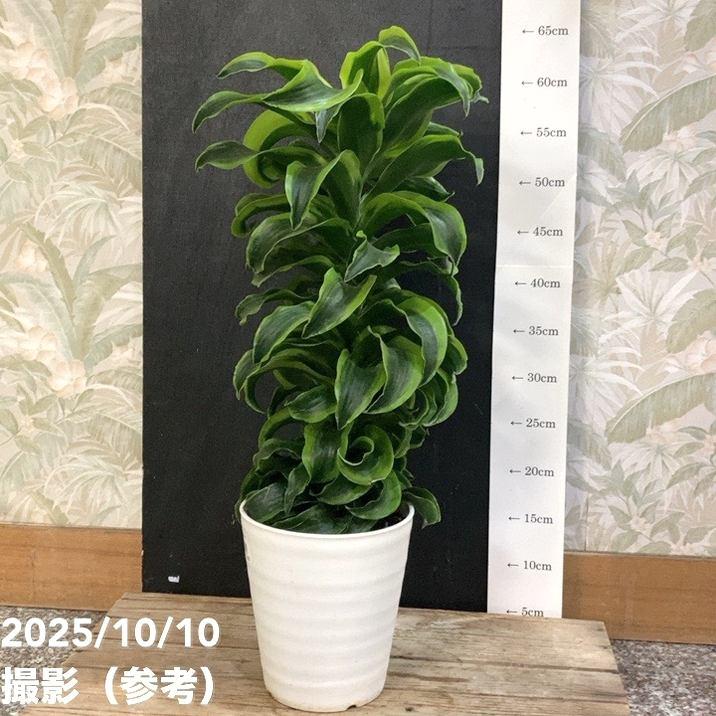 ドラセナ トルネード 5号 斑入り｜観葉04-PA : 赤塚植物園ヤフー店