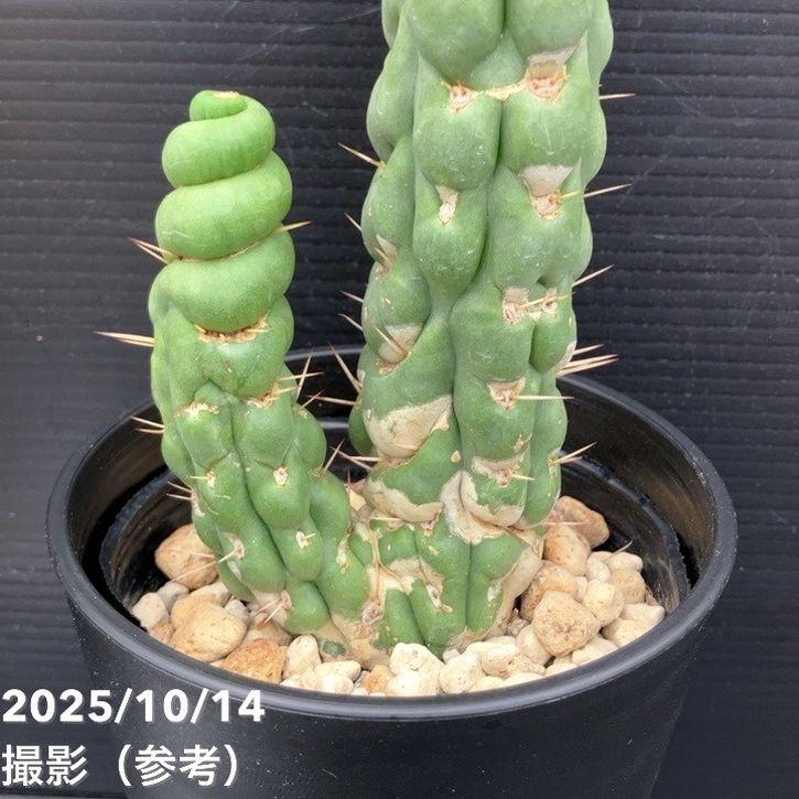 現品お届け】ユーリキニア カスタネア スピラリス 4号（1）接木おろし