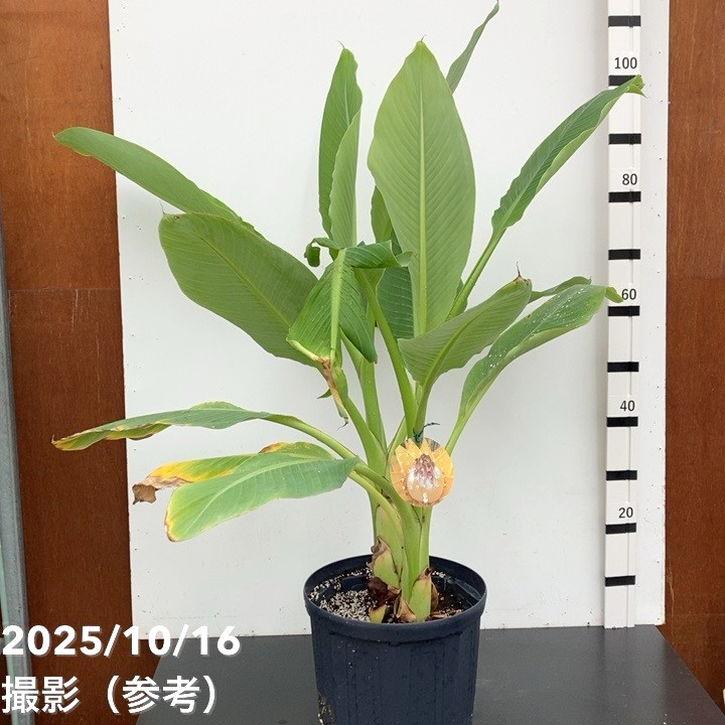 決算P10倍！8/2まで】地湧金蓮（チユウキンレン）8号 ｜s200｜草花10