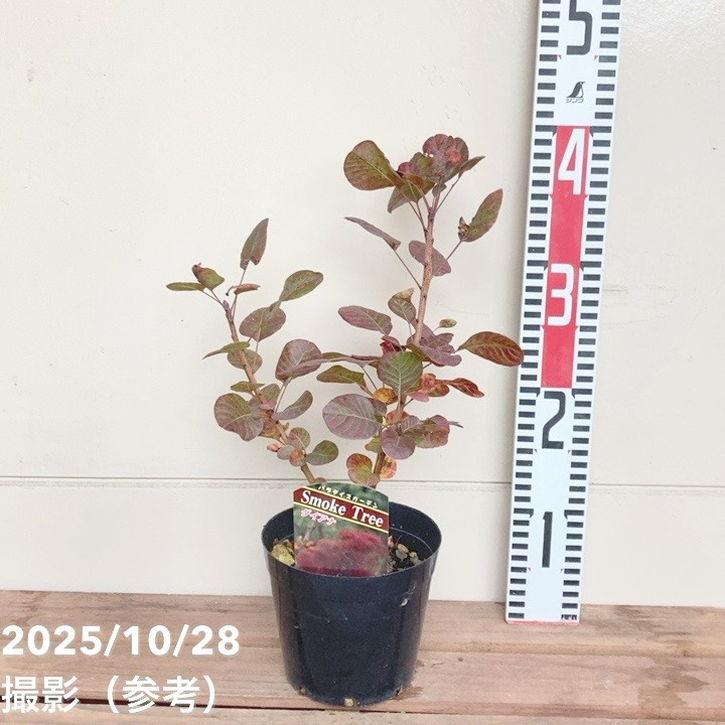 スモークツリー ダイアナ 4.5号｜花木04-PA : 赤塚植物園ヤフー店