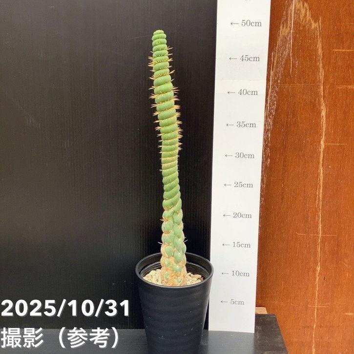 現品お届け】ユーリキニア カスタネア スピラリス 4号（7）接木おろし