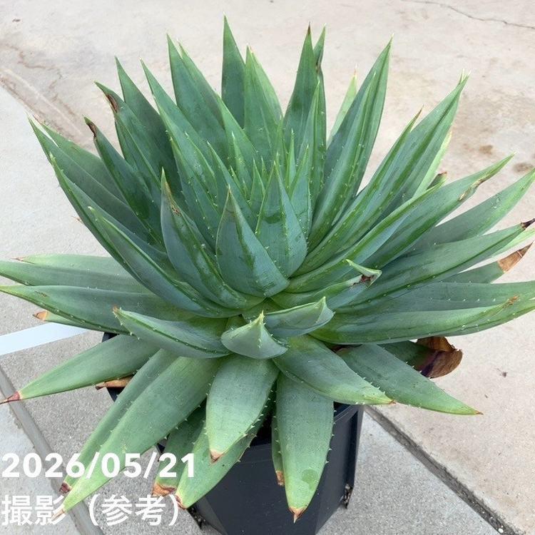 現品 アロエ ポリフェラ 3番 陶器鉢 観葉植物 多肉植物 アロエポリ