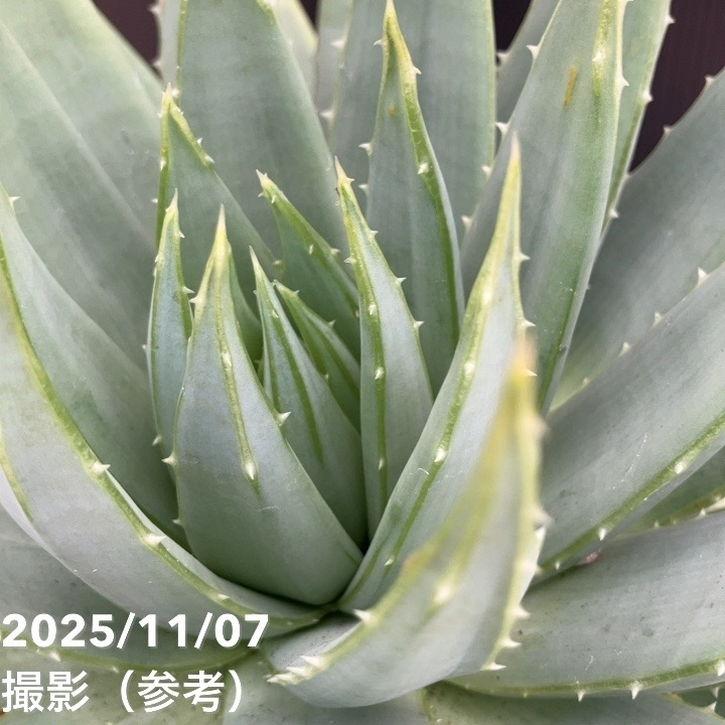 観葉 植物 アロエ でかい 今まで見た中で一番大きなアロエ r matureplants