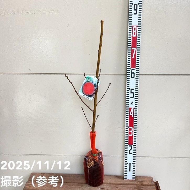 食品 あかつきネオ じぃじの美味しい桃5