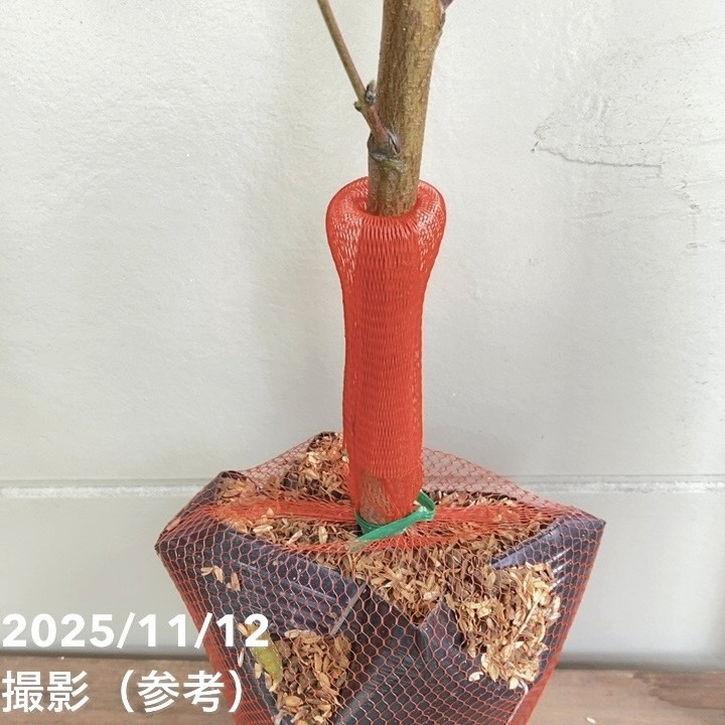 食品 あかつきネオ じぃじの美味しい桃5