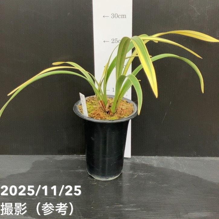 ①キンリョウヘン(ミツバチ蘭) 花芽1個＞キンリョウヘン 4号（千代田錦）｜ミツバチ蘭｜洋蘭10-TU