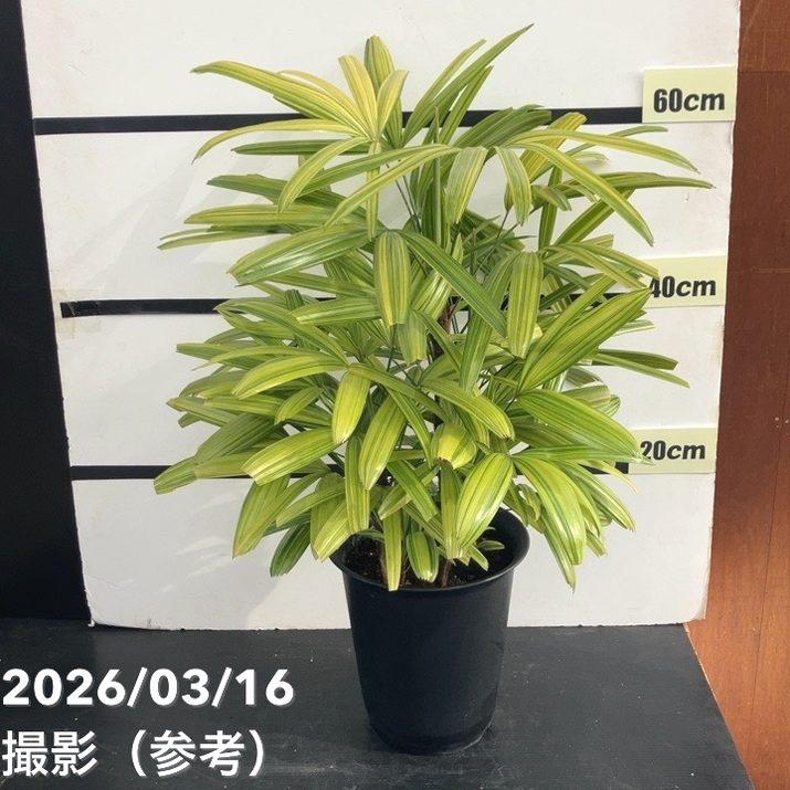 観音竹 綾錦 7号｜観葉10-TU : 赤塚植物園ヤフー店 - 通販 - Yahoo