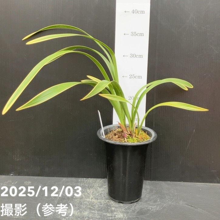 花芽1個＞キンリョウヘン 4号（日月 ジツゲツ）｜ミツバチ蘭｜洋蘭10