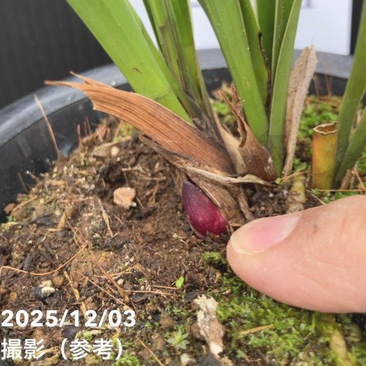 花芽1個＞キンリョウヘン 4号（日月 ジツゲツ）｜ミツバチ蘭｜洋蘭10