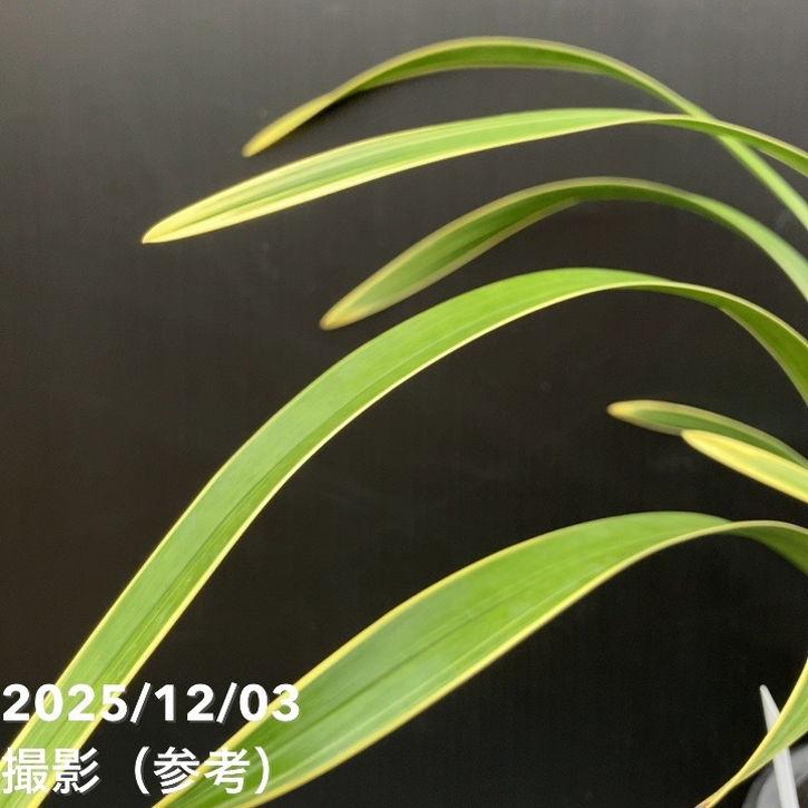 花芽1個＞キンリョウヘン 4号（日月 ジツゲツ）｜ミツバチ蘭｜洋蘭10