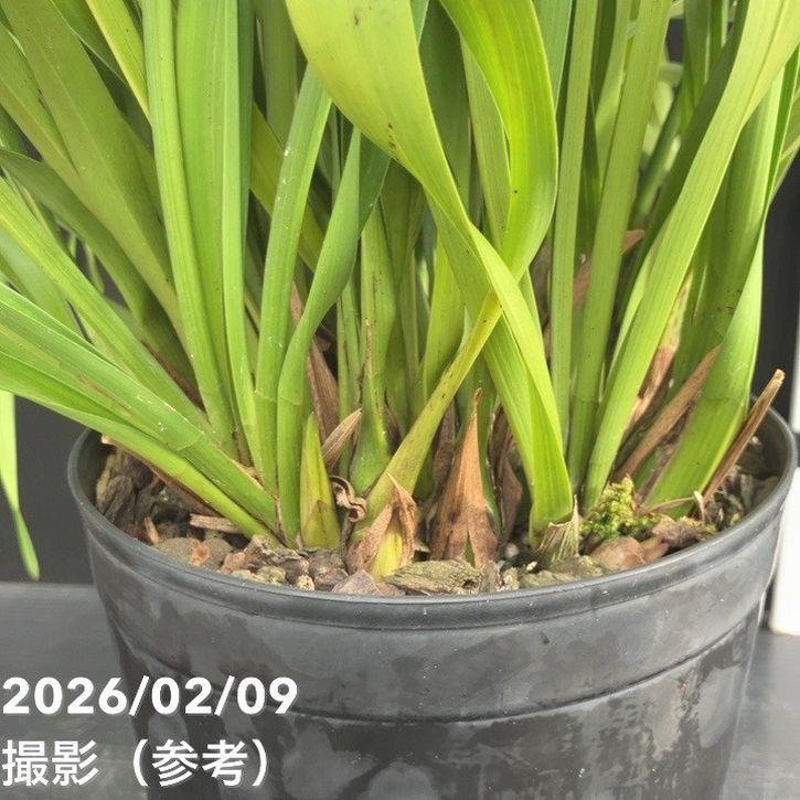 決算P10倍！8/2まで】＜花芽確認済み＞キンリョウヘン 6号（品種不明