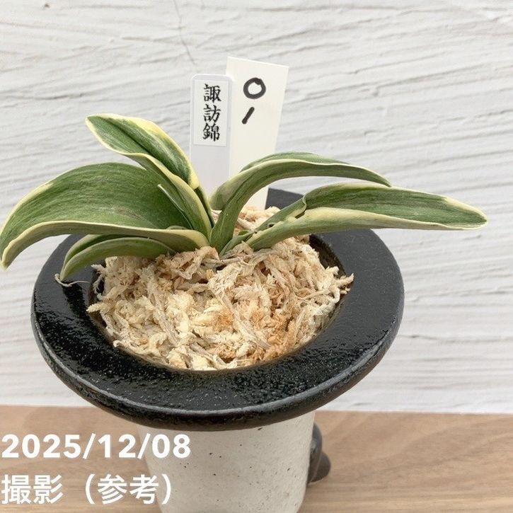 現品お届け】豊明園 万年青 オモト 諏訪錦 陶器鉢（O1）｜観葉10-TU