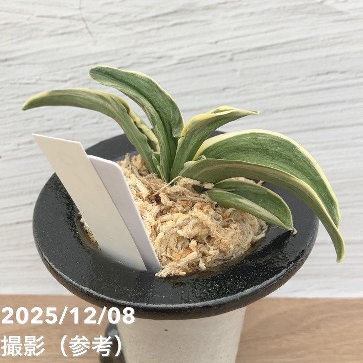 現品お届け】豊明園 万年青 オモト 諏訪錦 陶器鉢（O1）｜観葉10-TU