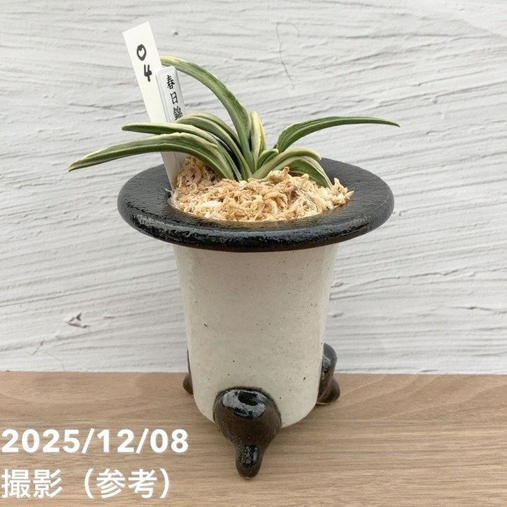 現品お届け】豊明園 万年青 オモト 春日錦 陶器鉢（O4）｜観葉10-TU